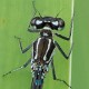 Coenagrion pulchellum female pronotum detail-190005